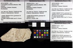 Foto (Objket + Etiketten) von Decapoda indet. 